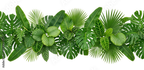 A Lush Border of Assorted Tropical Green Leaves on a White Background.