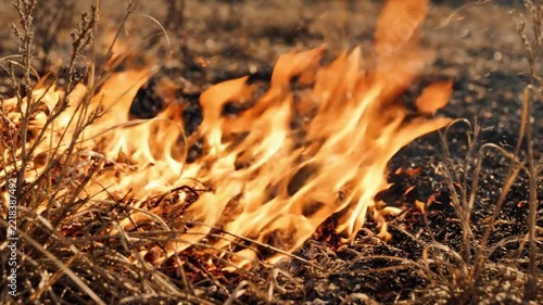 Ground Wildfire Burning Dry Grass and Vegetative Soil Ground