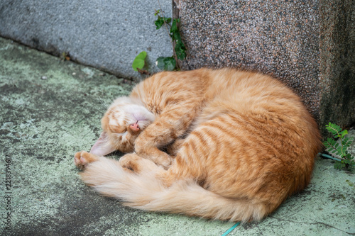 A cute ginger cat while sleeping. A ginger cat (also called an orange or red tabby cat).