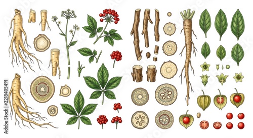 Vintage Watercolor Botanical Illustration of Medical Plants and Roots