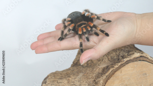 Mexican Redknee Tarantula Crawling on Human Hand in Studio Setup