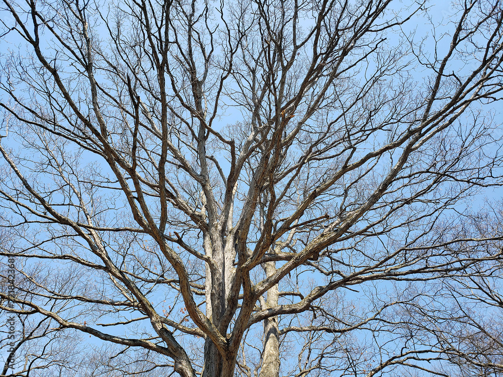 Fototapeta premium Deis Hill Park in Early Spring, Dover, Ohio