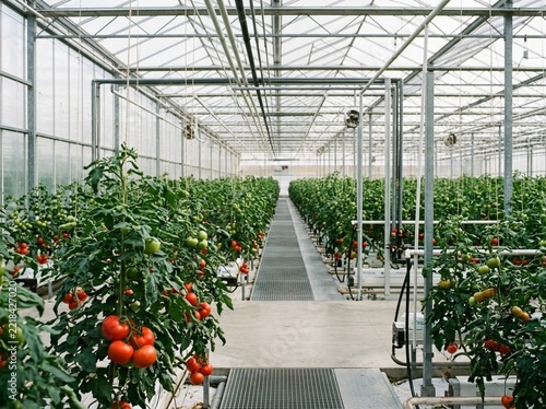 tomato plants in a greenhouse
