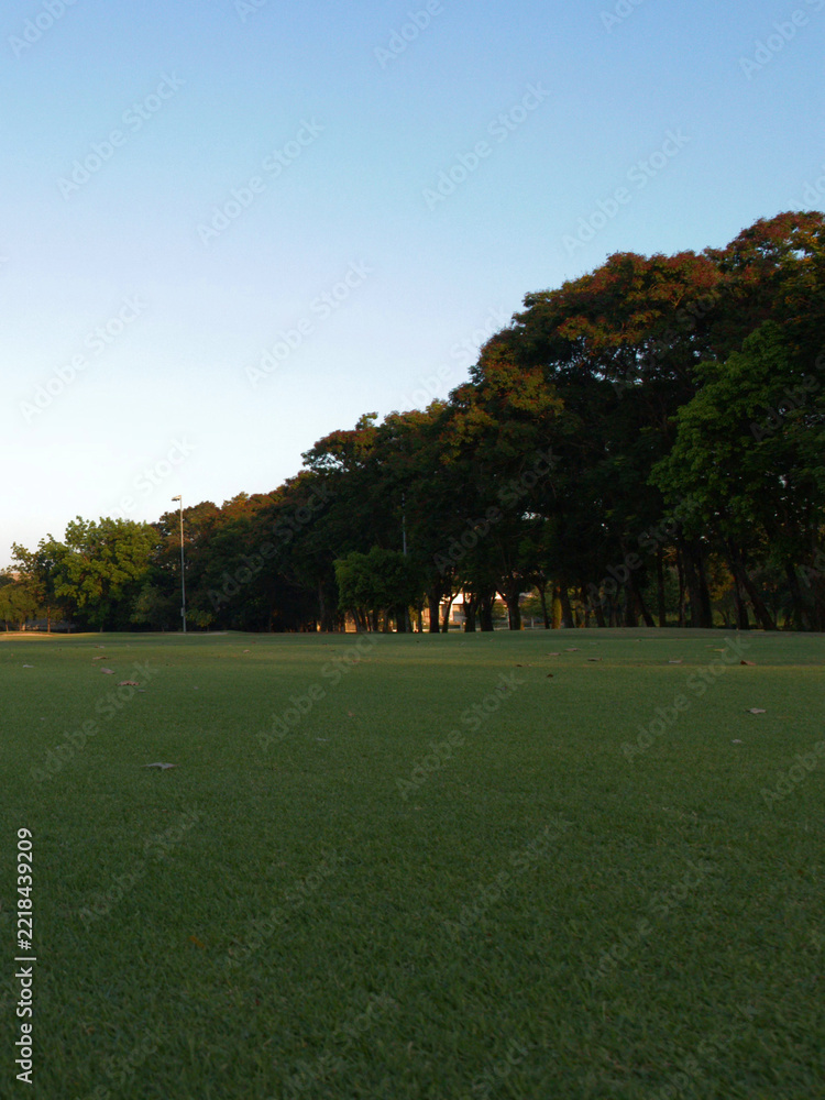 Fototapeta premium Lush Green Lawn Bordered by Dense Trees Under Clear Sky