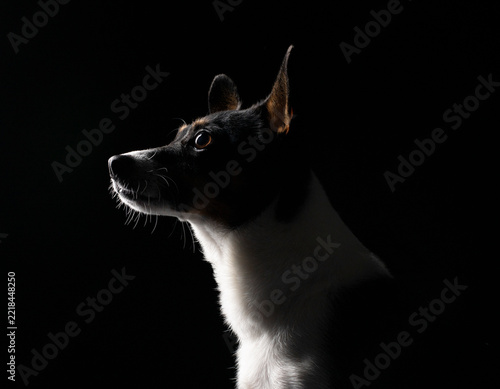 Fotografie Studio portrait of a mini Foxy