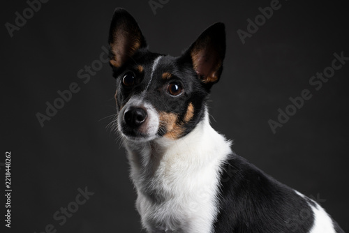 Fotografie Studio portrait of a mini Foxy