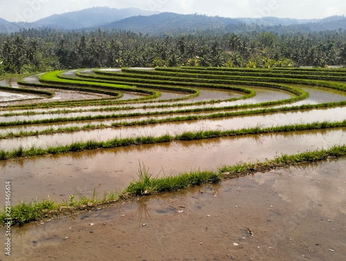 Beautiful rice terrace, Location, Soka - Tabanan Regency - Bali, Indonesia