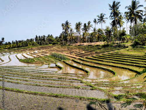 Beautiful rice terrace, Location, Soka - Tabanan Regency - Bali, Indonesia