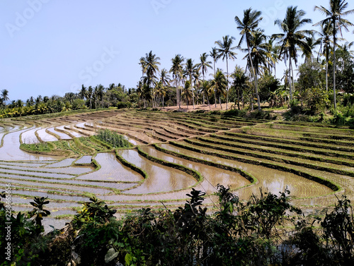 Beautiful rice terrace, Location, Soka - Tabanan Regency - Bali, Indonesia