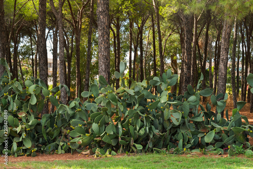 Forest with prickly pear cactus and pine trees, green foliage, Southern Italy countryside scene. Lush opuntia plants with green pads, sharp golden spines and with orange red fruits