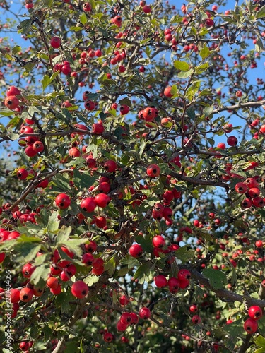 Ripe Red Hawthorn Berries Growing On Branches Under Blue Sky In Autumn