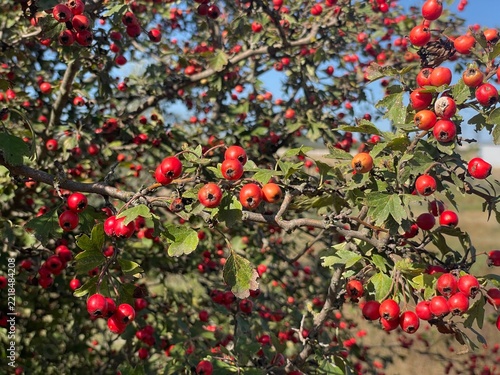 Ripe Red Hawthorn Berries Growing On Branches Under Blue Sky In Autumn