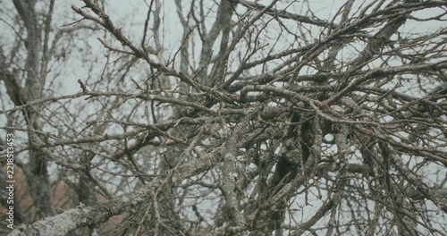 Bare trees. Winter comes. Leafless branches on natural late autumnal gray cloudy background. First frosting. Gloomy freezing weather.
