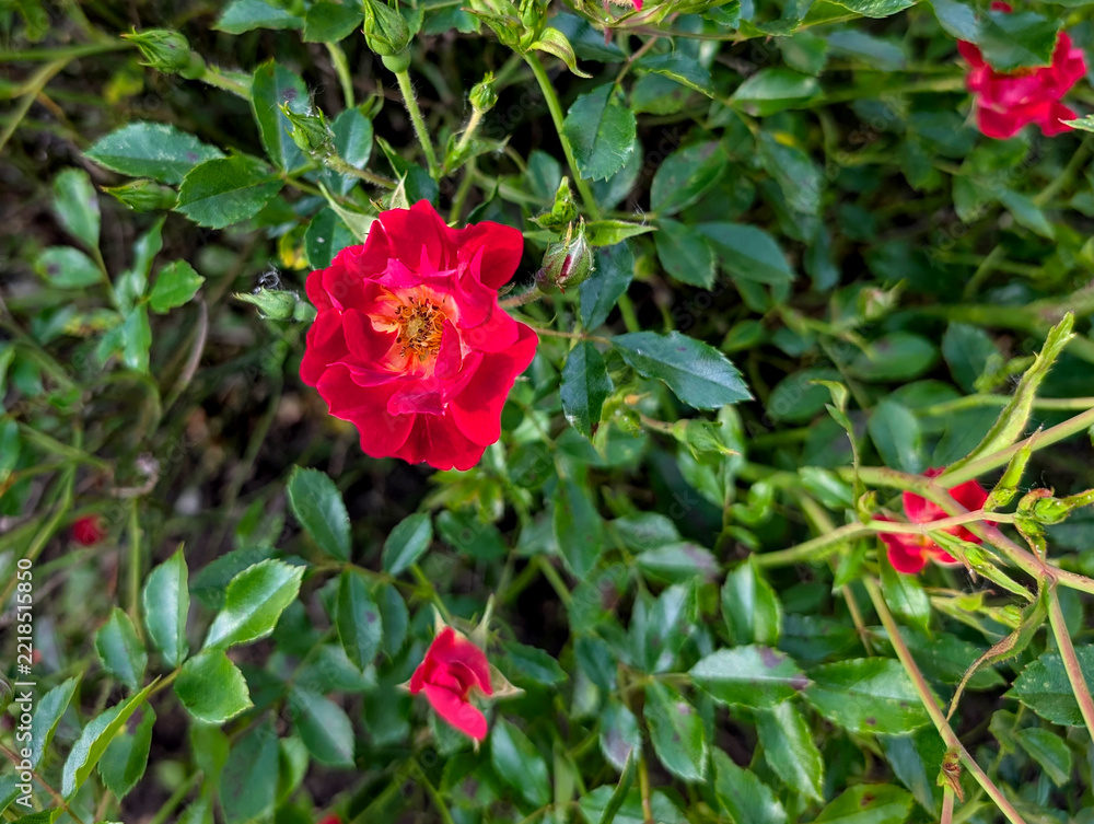 Obraz premium Red Garden Roses (Rosa) Blooming on Dense Shrub
