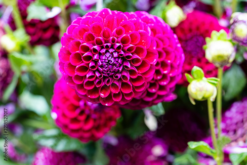 A dahlia flower grown in a garden,in this case, the Dahlia Ivanetti