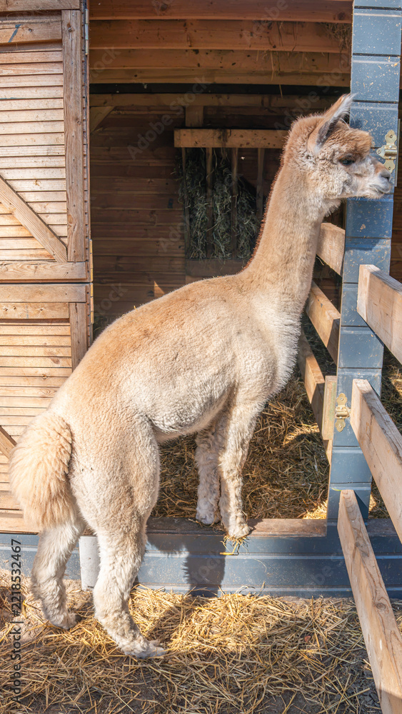 Fototapeta premium Vertical Portrait of a Llama in Natural Outdoor Setting