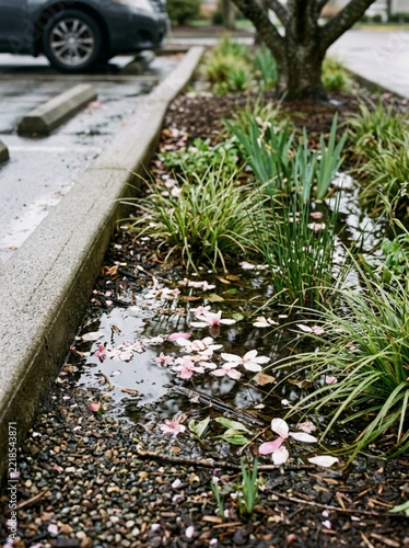 Fallen Pink Cherry Blossom Petals Floating in Rain Puddle on Parking Lot Curb After Spring Storm. Moody Nature Photography of Delicate Floral Fragments in Urban Environment with Wet Asphalt Background