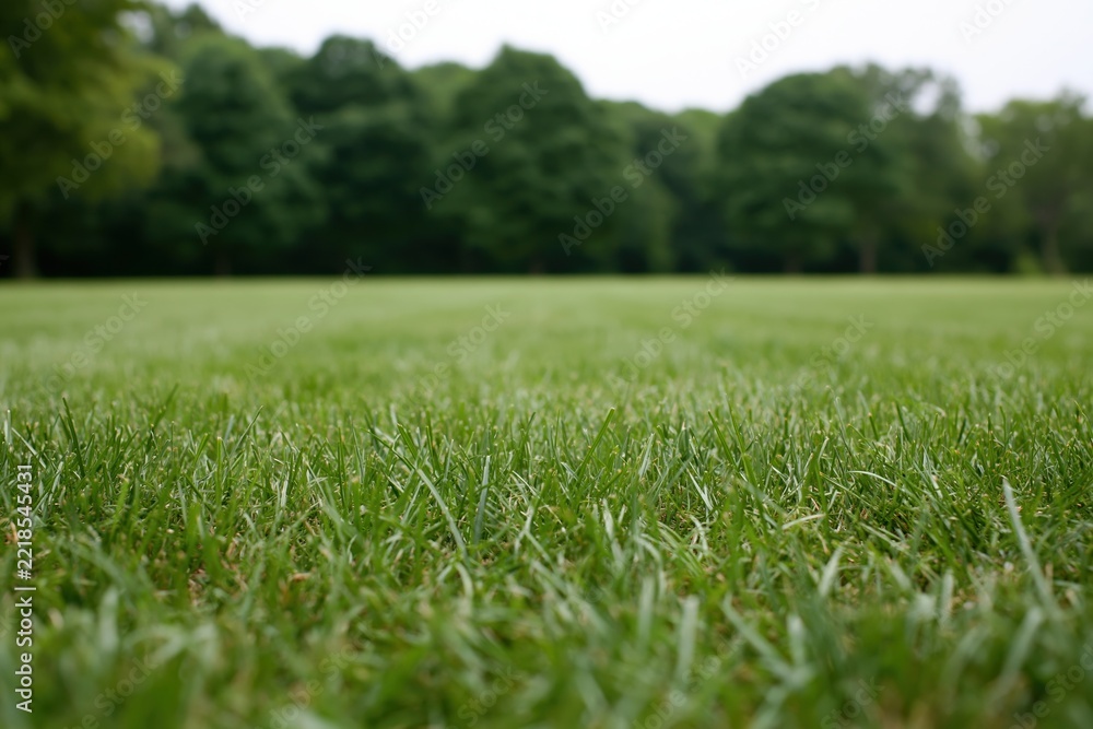 Fototapeta premium The Grass Field in a Sunlit Park Landscape with Distant Trees