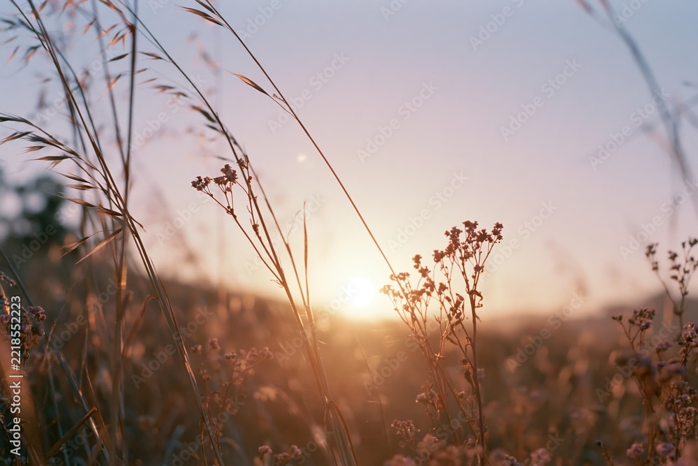 Fototapeta premium The Meadow Bathed in Sunset Light Through Gentle Grasses at Dusk