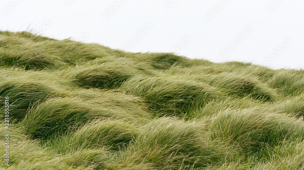 Fototapeta premium Dense wild grass covering a rolling hill under an overcast sky