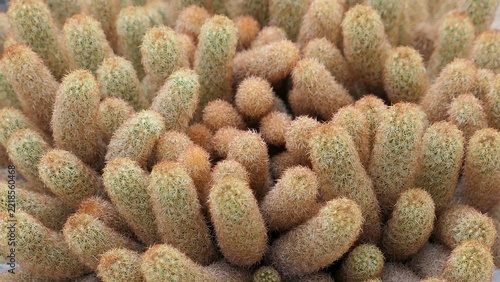 Close Up of Dense Cluster of Golden Spined Cacti