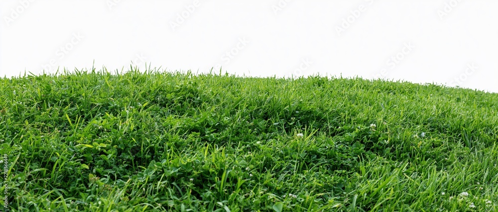 Fototapeta premium Dense green grass lawn filling the frame from low angle with sky above