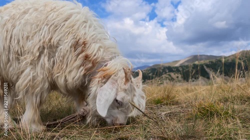 White Goat Grazing in a Mountain Meadow, Xinjiang Province, China