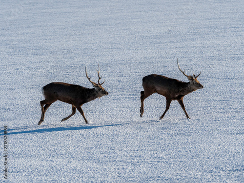 Two Sika Deer Walking Across Snowy Plain