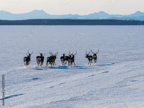Herd of Sika Deer Running Across Snow with Mountains in Background