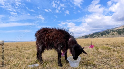 Tethered Goat Drinking from a Plastic Cup in, Xinjiang Province, China