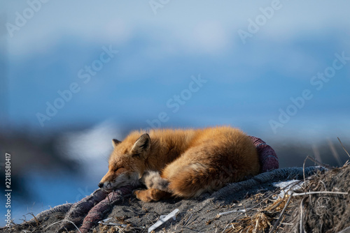 Red Fox Sleeping Peacefully on Coastal Mound