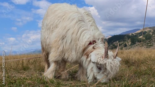 White Horned Goat Grazing in a Mountain, Xinjiang Province, China