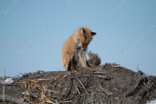 Young Red Fox Sitting on Mound Looking Down