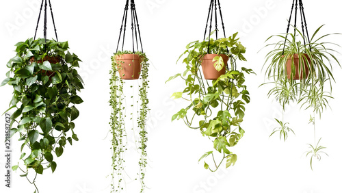 Green succulent plants in small pots