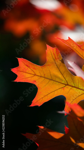 Last autumn oak leaves on a branch.