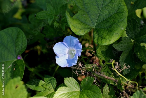 ivyleaf morning-glory, 미국나팔꽃, 미국둥근잎나팔꽃