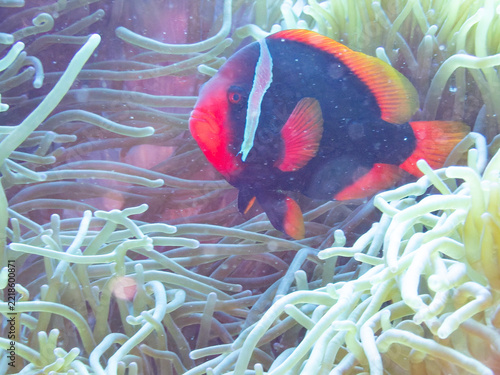 Obraz na plátně Tomato amenonefish in sea anemone