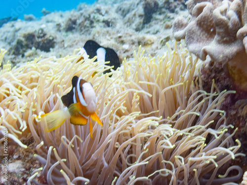 Obraz na plátně Clark's anemonefish in sea anemone