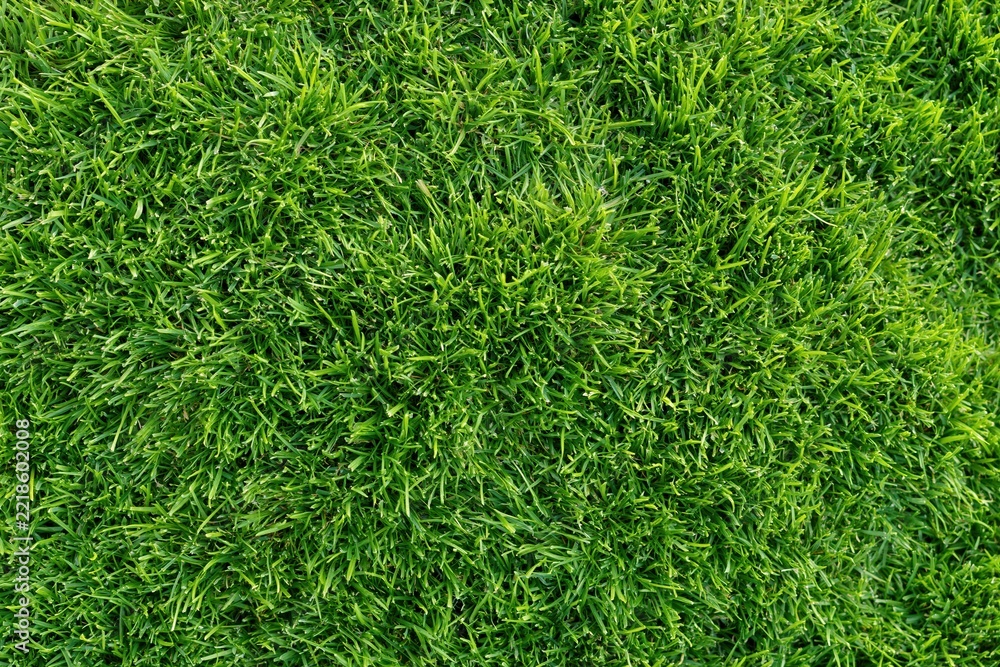 Naklejka premium The Grass Close-Up: Lush Green Textured Blades of Fresh Lawn