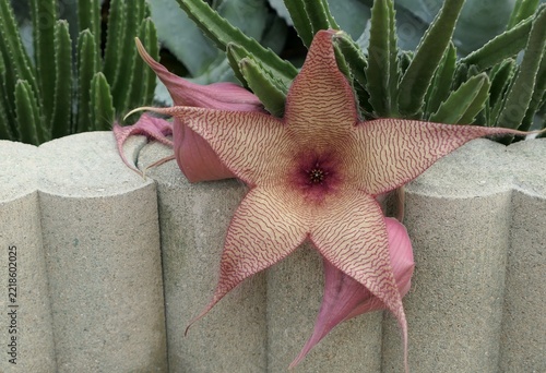 Star Shaped Stapelia Flower with Reddish Purple Stripes