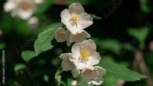 Close up of jasmine flowers in a garden.