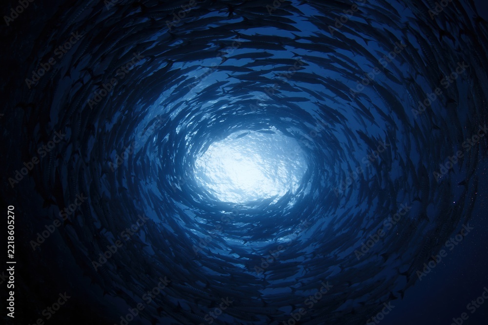 Fototapeta premium The Spiral School of Fish Creating an Underwater Circular Vortex