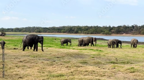 野生の象の群れ、ミンネリア国立公園、スリランカ8月、パン撮影