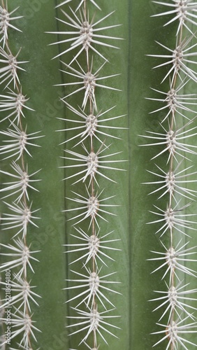 Close Up of White Cactus Spines on Green Stem