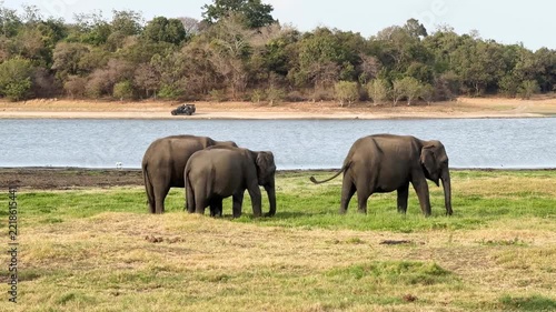 草を食む野生の象たち、ミンネリア国立公園、スリランカ8月