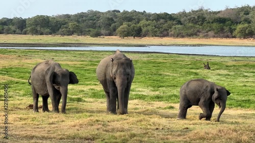 草を食む野生の象たち、ミンネリア国立公園、スリランカ8月