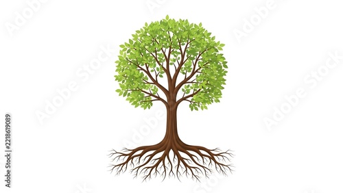 Of a deciduous tree with visible roots and green leaves