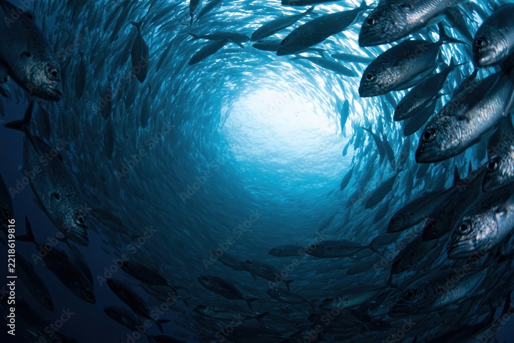 Fototapeta premium The Circular School of Fish Forming an Enigmatic Underwater Tunnel Toward Light