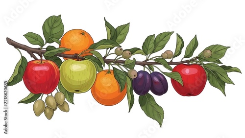 Of a fruit-laden branch with apples, oranges, plums, and small green berries