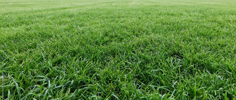 Naklejka premium Closeup of freshly mowed green grass covering a flat outdoor field